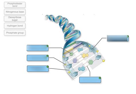 what is dna quizlet